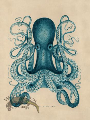 Octopus Teal 01
